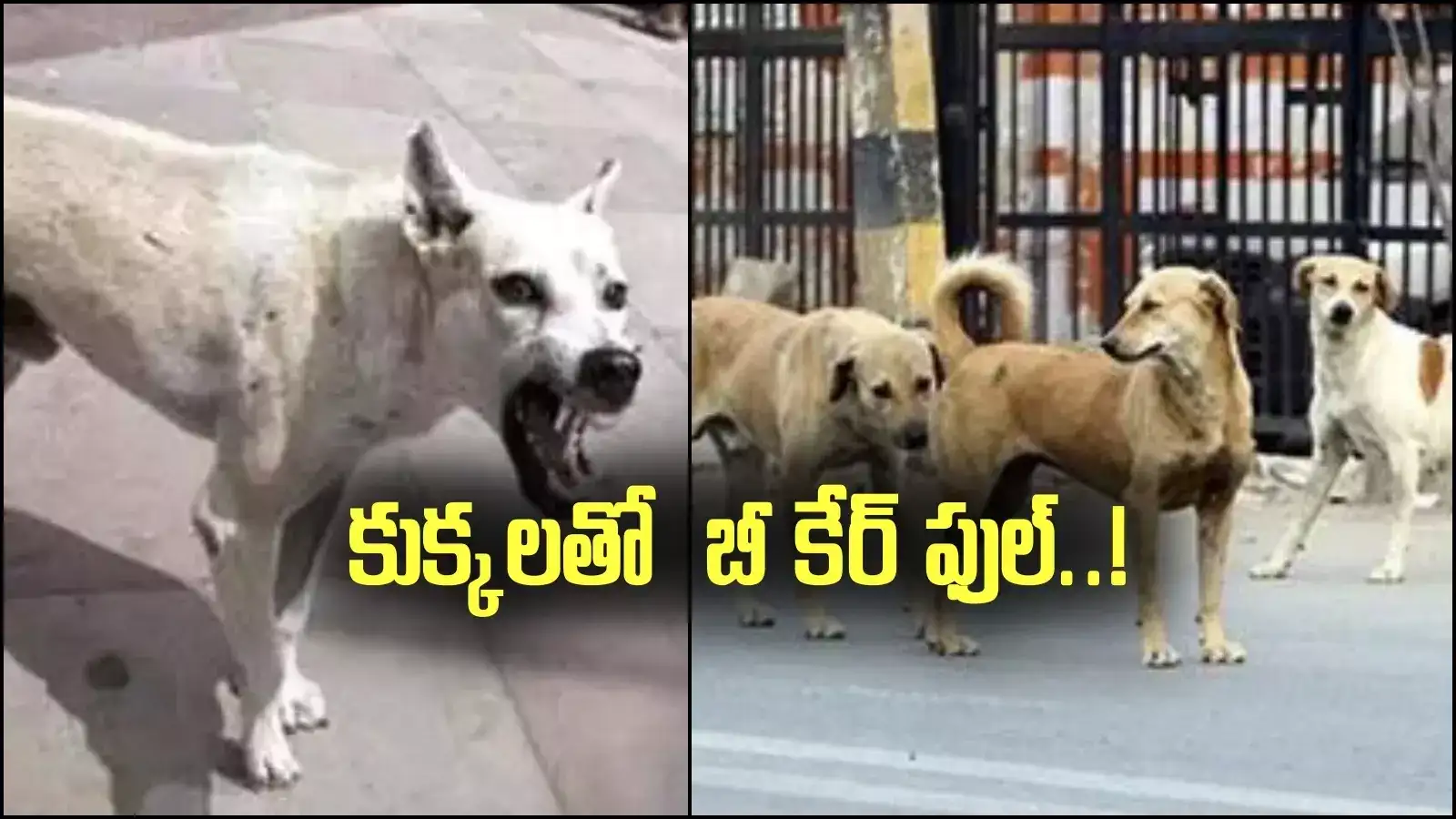 గుంటూరు: 4 ఏళ్ల బాలుడి మెడ కొరికేసిన కుక్క.. దాడుల నుంచి తీసుకోవాల్సిన జాగ్రత్తలివే..