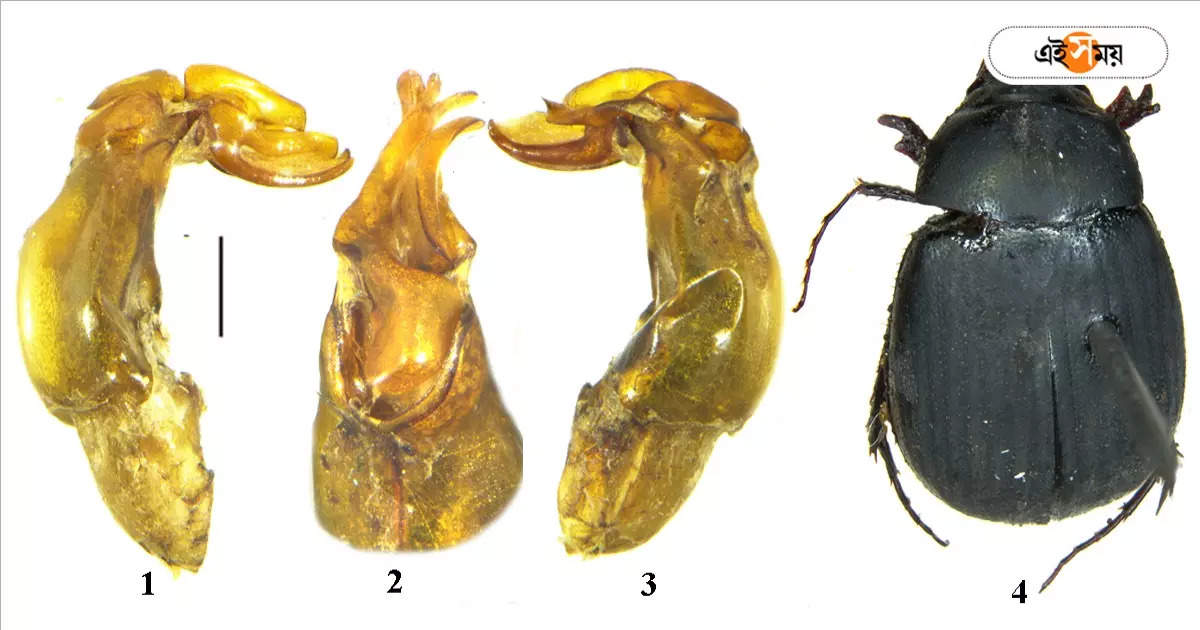 Maladera Kolkataensis Behala : কী খায়? আয়ু কতদিন? বেহালার নয়া পতঙ্গের ঠিকুজি কোষ্ঠী জানালেন বিজ্ঞানী – new beetle species discovered in behala kolkata know details