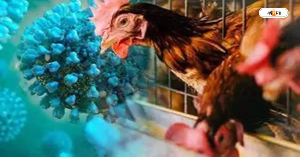 Bird Flu Humans,বাংলায় বার্ড ফ্লুতে আক্রান্ত ৪ বছরের শিশুকন্যা: WHO – west bengal one 4 year child got bird flu who reveals