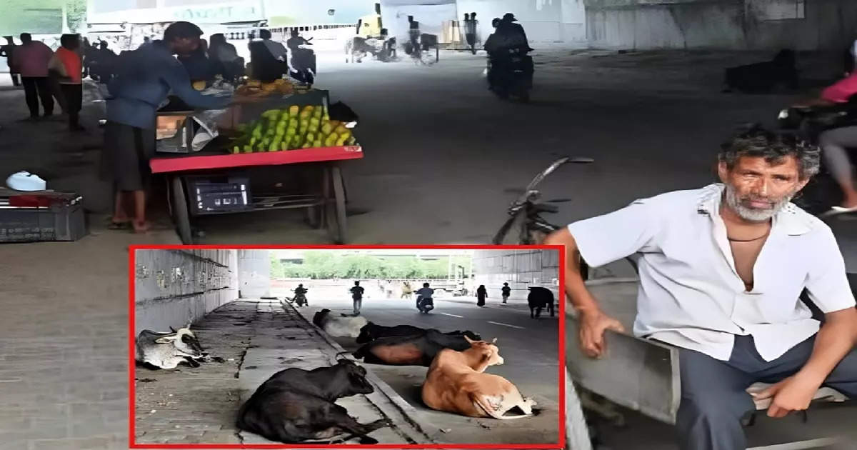 Ghaziabad DME News: अंधेरा, अतिक्रमण, छुट्टा जानवर, डीएमई के लिए बने अंडरपास दे रहे हादसों को न्‍योता