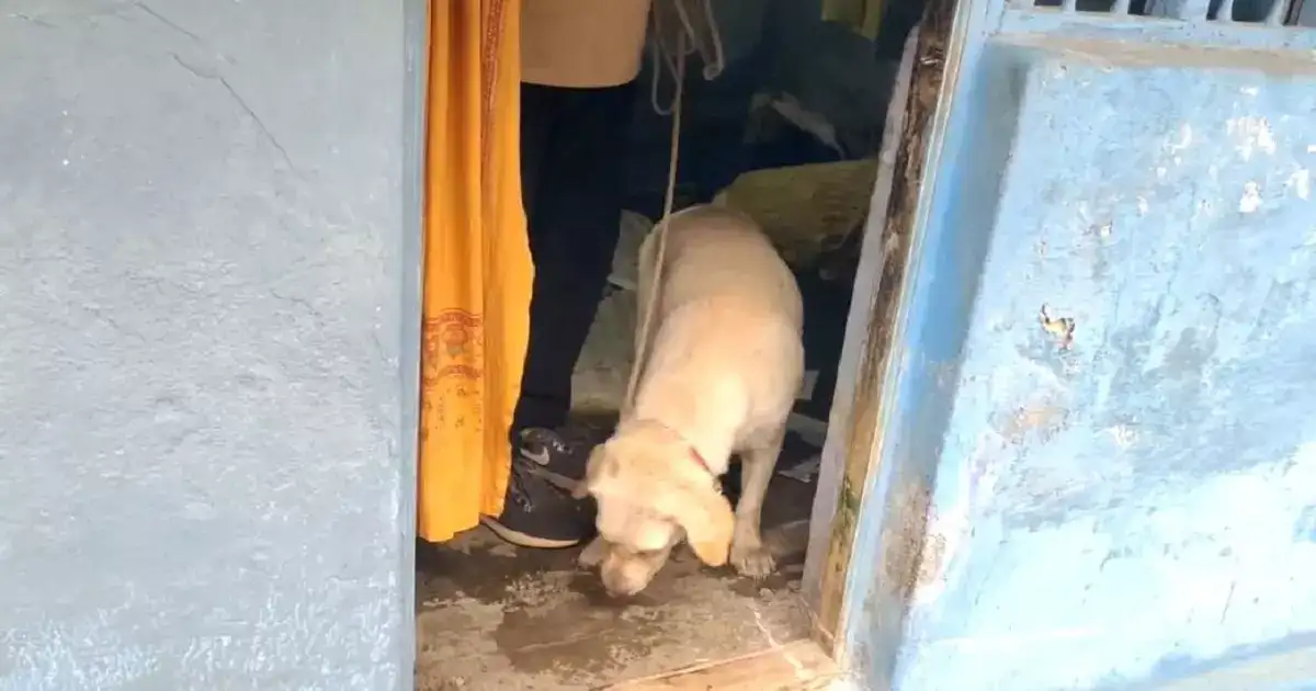 திண்டுக்கல்லில் பட்டப்பகலில் முதியவர் படுகொலை - கொலையாளி யார்? என தேடுதல் வேட்டை 