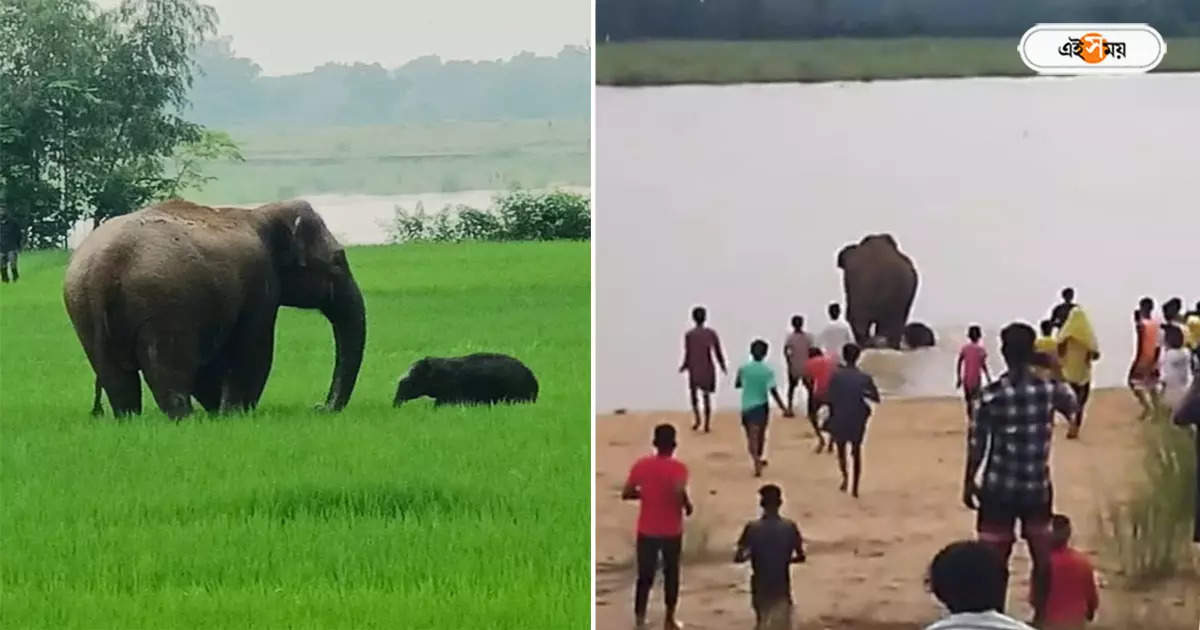 Elephant: গ্রামবাসীদের তাড়া খেয়ে নদীতে নামল শাবক-সহ মা হাতি, ফের অমানবিক ঘটনা ঝাড়গ্রামে – jhargram elephant survived after being chased by the villagers