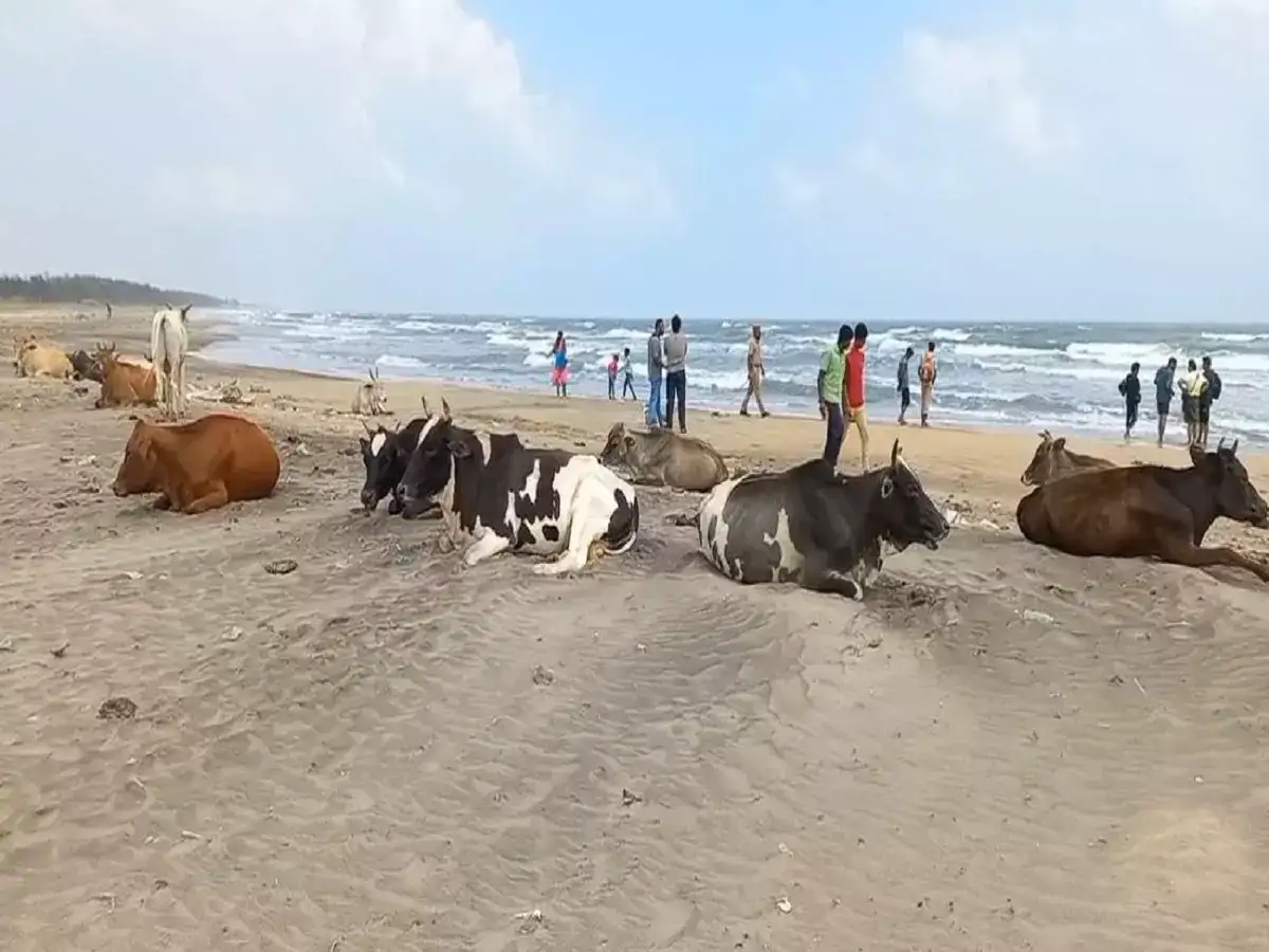 காரைக்கால் கடற்கரையில் சுற்றித் திரியும் மாடுகள்... சுற்றுலா பயணிகள் அச்சம்! 