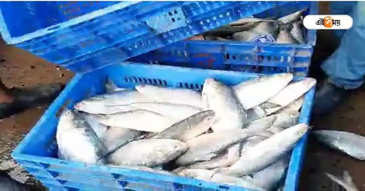 Khoka Ilish : মৎস্যজীবীদের জালে ২৬ হাজার খোকা ইলিশ, নিষেধাজ্ঞা উড়িয়ে মাছ ধরায় উদ্বেগ – 26 thousand khoka ilish caught by fisherman of diamond harbour