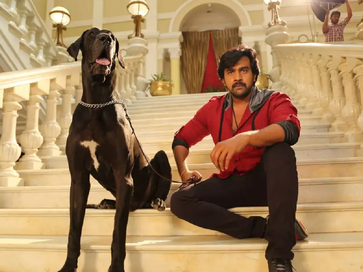 Dhruva Sarja ಹುಟ್ಟುಹಬ್ಬದಂದು ವಿಶೇಷ ಉಡುಗೊರೆ: ಅಣ್ಣ ಚಿರಂಜೀವಿ ಸರ್ಜಾ ನಟನೆಯ 'ರಾಜ ಮಾರ್ತಾಂಡ' ಬಿಡುಗಡೆ