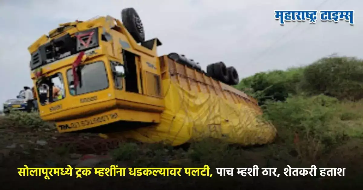 सोलापूर धुळे महामार्गावर भीषण अपघात, ट्रकच्या धडकेत ५ म्हशी ठार, शेतकऱ्याचं लाखोंचं नुकसान सोलापूर धुळे महामार्गावर भीषण अपघात, ट्रकच्या धडकेत ५ म्हशी ठार, शेतकऱ्याचं लाखोंचं नुकसान