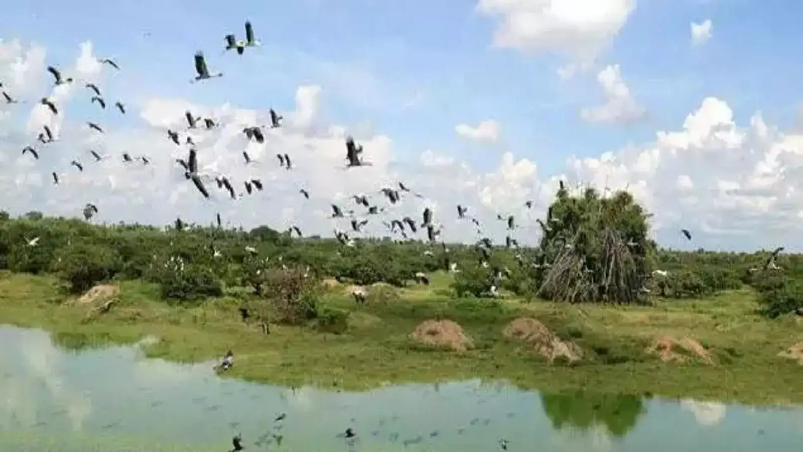 வேடந்தாங்கல் சரணாலயம்: தாயகம் திரும்பும் வலசை பறவைகள்! 