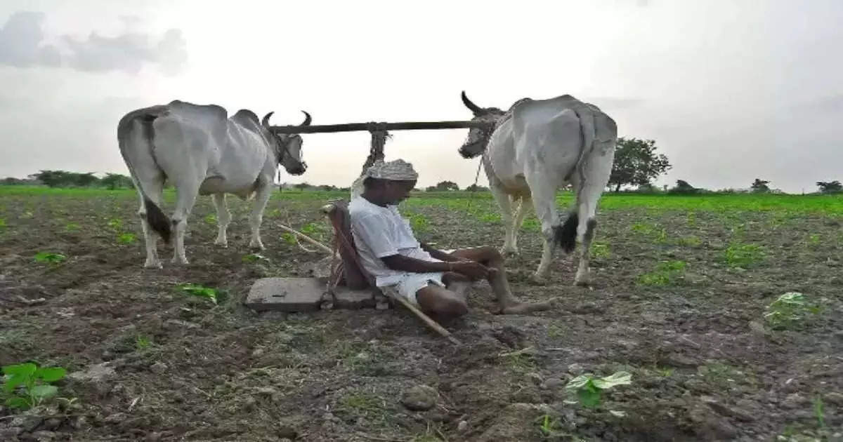 फुलंब्रीत दुष्काळछाया कायम; खरीप हंगामाची नजर अंदाज पैसेवारी ४६ टक्के, उत्पन्नात मोठी घट