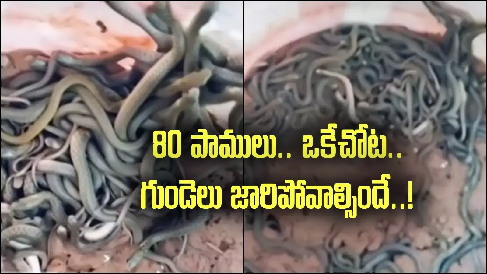 మార్కాపురం: ఒకేచోట 80 పాము పిల్లలు.. చూస్తేనే గుండెలు జారిపోతాయ్.. ఎలా వచ్చాయంటే?