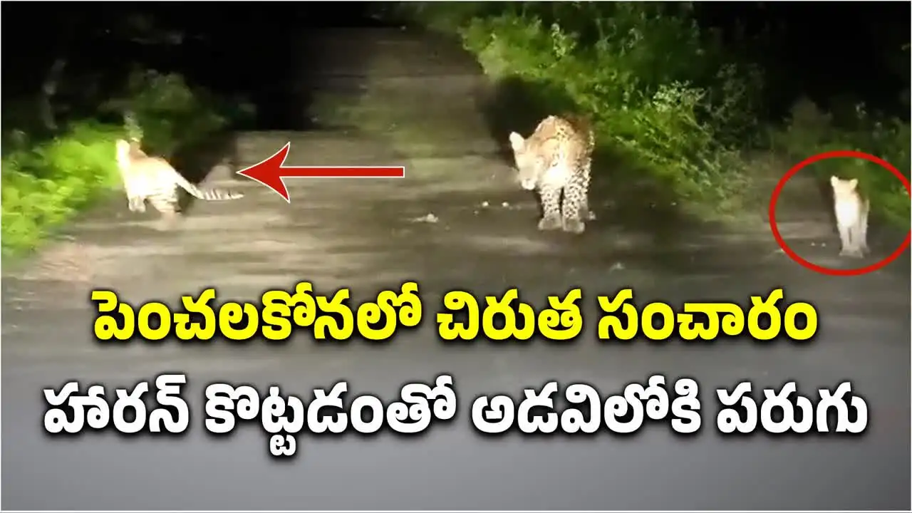 పెంచలకోనలో చిరుత సంచారం.. హారన్ కొట్టడంతో పరుగో పరుగు