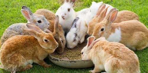 Know About Rabbit Food know about rabbit food Vijay Karnataka