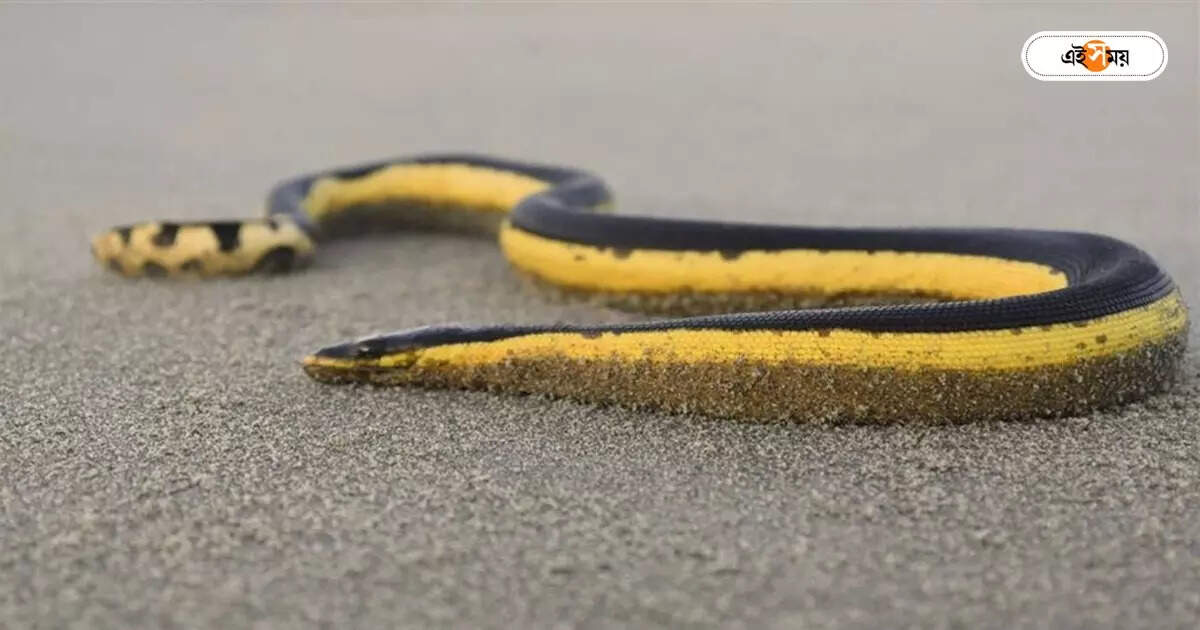 Yellow Bellied Sea Snake Digha: দিঘায় আরব সাগরের বিষাক্ত সি-স্নেক? অবশেষে মুখ খুলল বন দফতর, ‘চিন্তা’-য় প্রশাসনও – yellow bellied sea snake spotted at digha what step taken by west bengal forest department