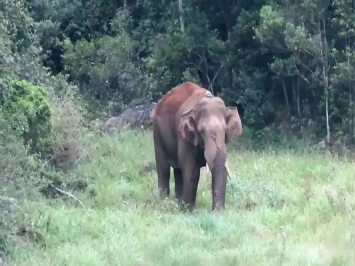 திருநெல்வேலி ; அரி கொம்பன் யானை முத்துக்குழி வனப்பகுதியில் விடப்பட்டுள்ளது! 
