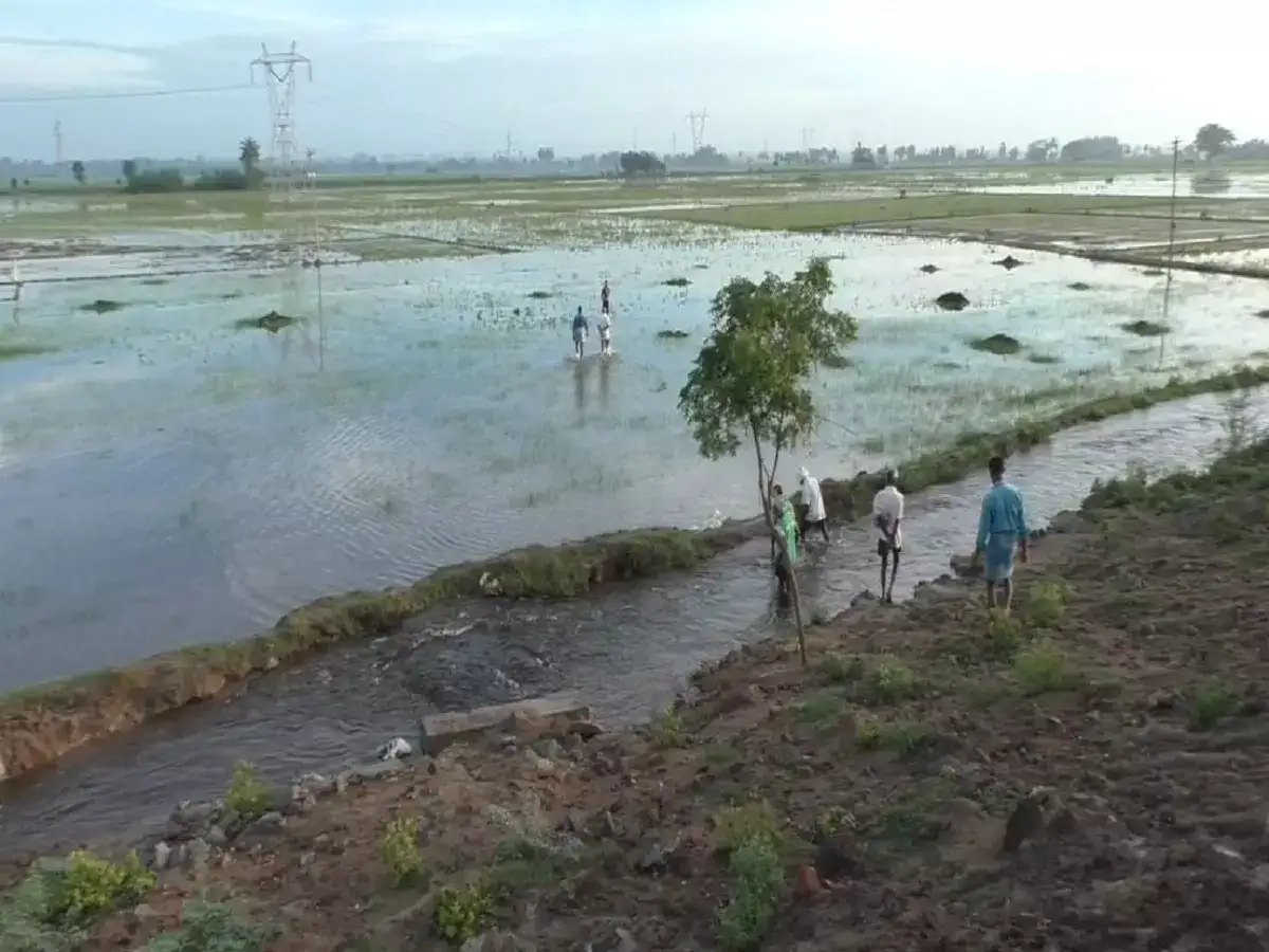 பெரும்பாக்கம் ஏரி மதகு உடைப்பு: நெற்பயிர்களை சூழ்ந்த நீர்... விவசாயிகள் கவலை 