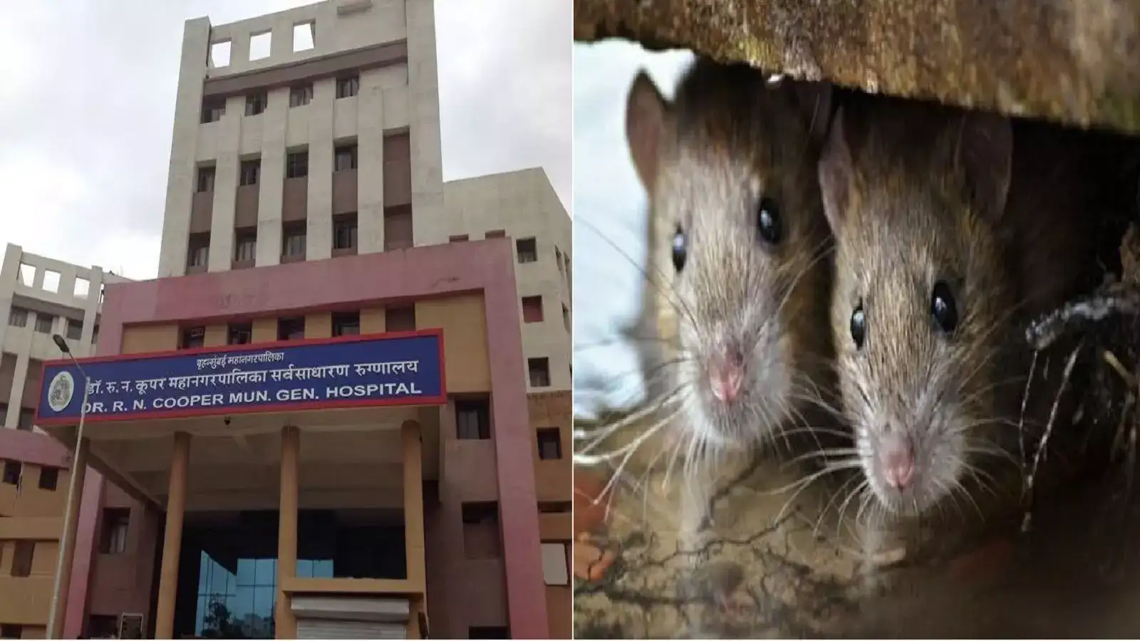 Cooper Hospital: कूपरला स्वच्छतेची उपरती! रुग्णांना उंदराने चावा घेतल्याच्या घटनेनंतर प्रशासनाला जाग Cooper Hospital: कूपरला स्वच्छतेची उपरती! रुग्णांना उंदराने चावा घेतल्याच्या घटनेनंतर प्रशासनाला जाग