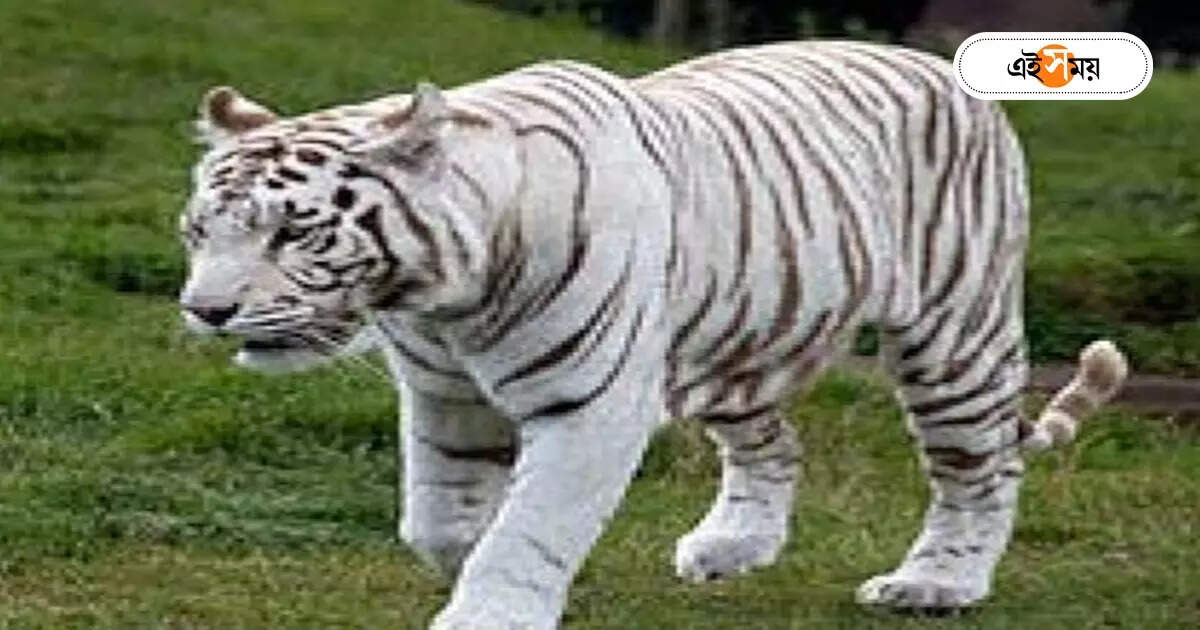 Royal Bengal Tiger : রয়্যাল বেঙ্গল কিকা অন্তঃসত্ত্বা, জোর প্রস্তুতি বেঙ্গল সাফারিতে – the royal bengal kika is pregnant at siliguri bengal safari zoo everyone is in a frenzy of joy