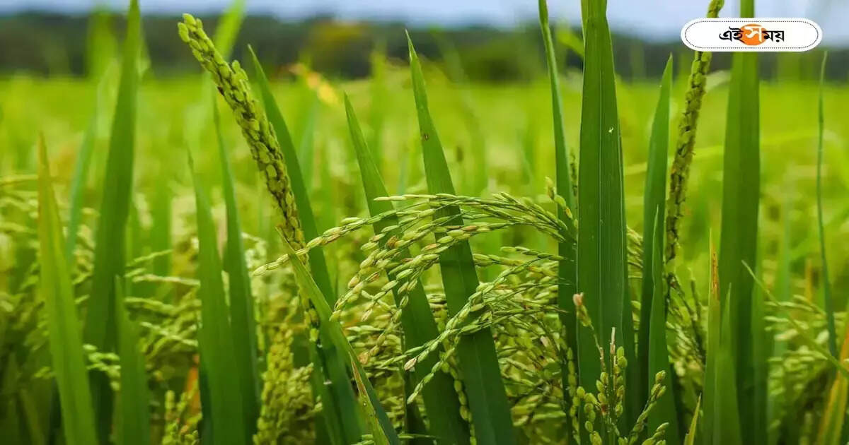 শোষক পোকার হানায় সুগন্ধি ধান, নিয়ে বাড়ছে চিন্তা – farmers in east bardhaman district are facing danger due to brown borer infestation