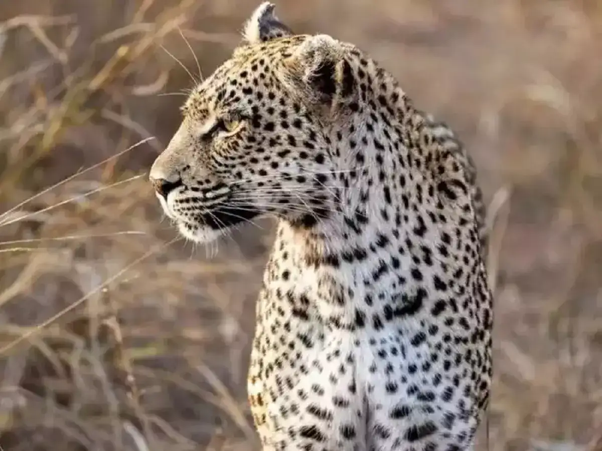 மயிலாடுதுறையில் சிறுத்தையை பிடிக்கும் பணி தீவிரம்! 