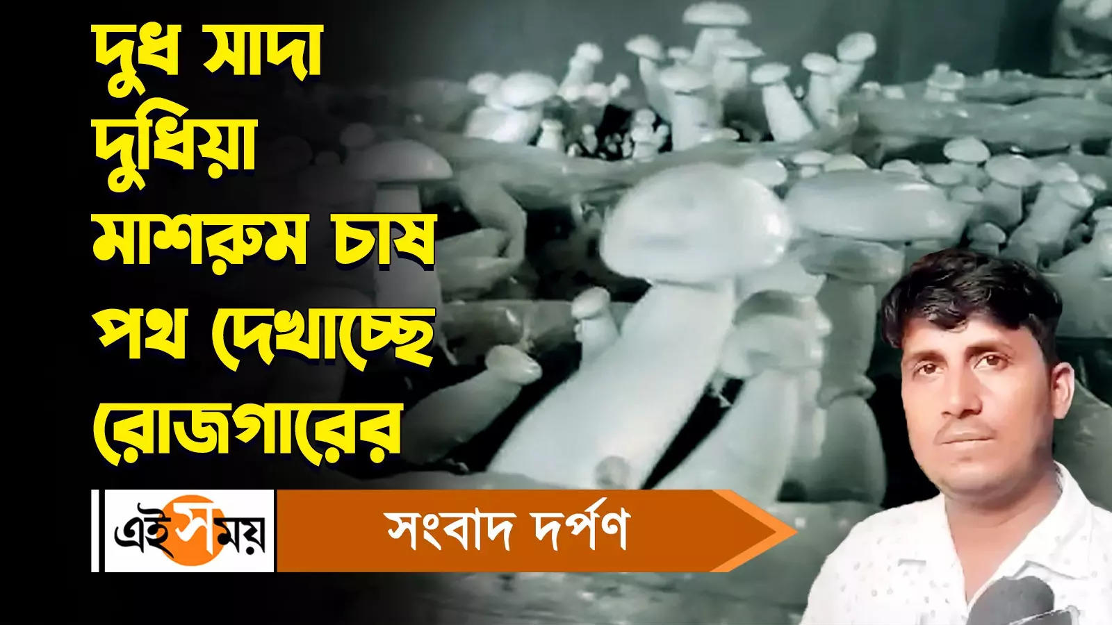 Mushroom Farming : দুধ সাদা দুধিয়া মাশরুম চাষ পথ দেখাচ্ছে রোজগারের – malda residents cultivate mushrooms for increase income watch video