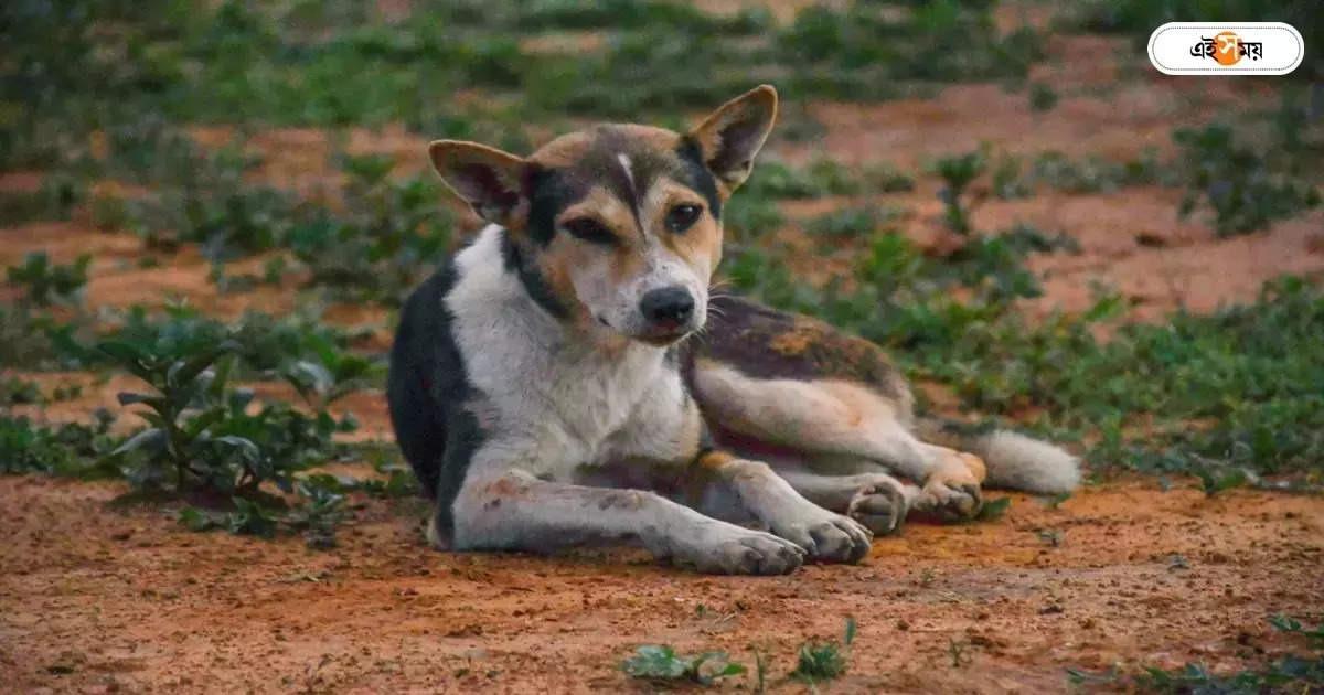 Street Dog : কুকুরের কামড়ে জখম ৬০, আতঙ্ক এলাকায় – more than 60 injured for dog bite in jayanagar