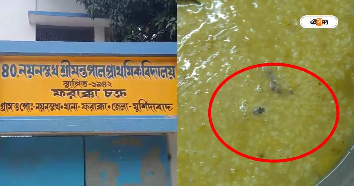 Icds Centre,মুর্শিদাবাদের আইসিডিএস সেন্টারের খিচুড়িতে টিকটিকি! শোরগোল – lizard drop in the meal of murshidabad icds centre