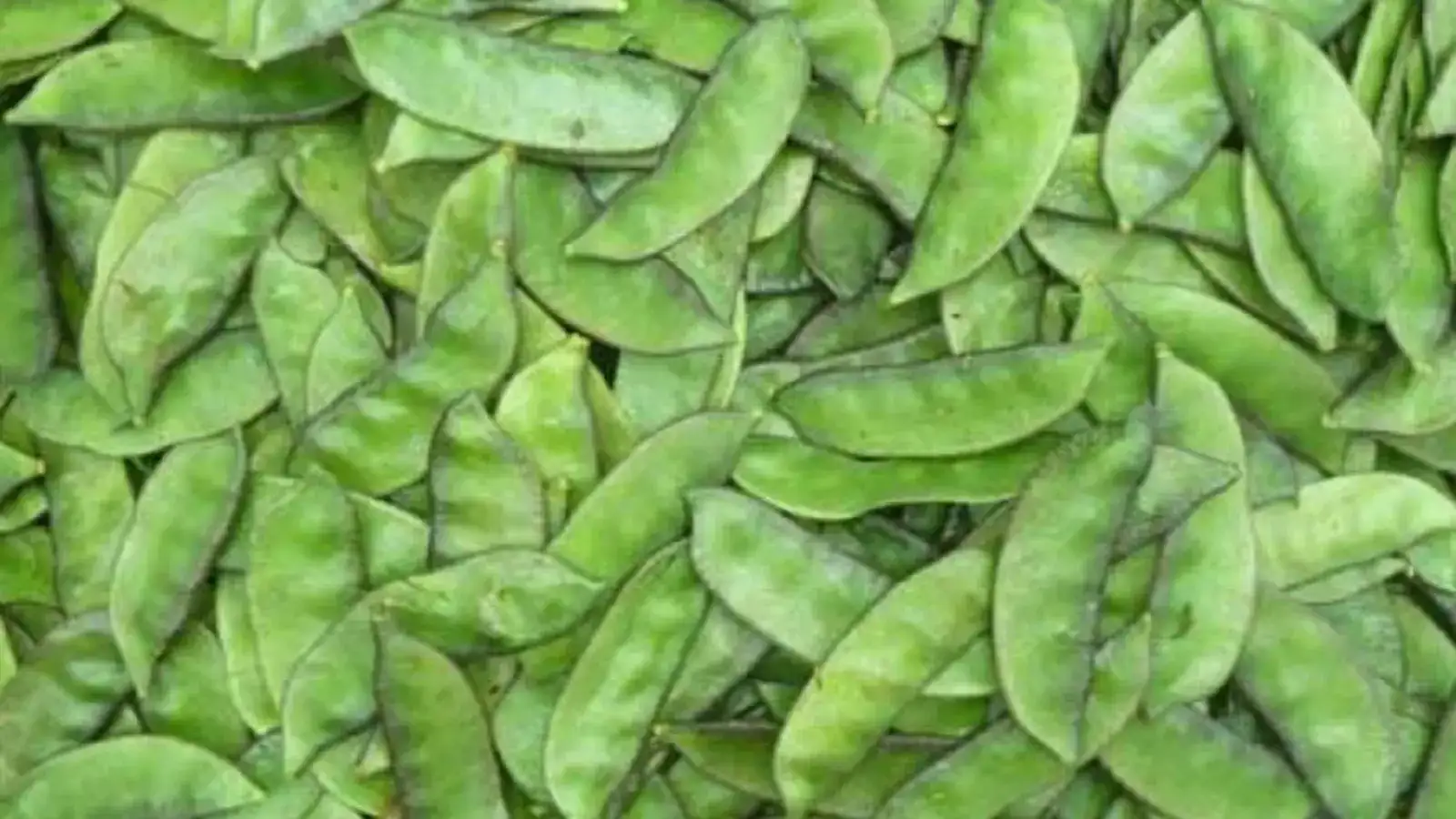 ஒரே அடியாக குறைந்த அவரைக்காய் விலை.. இன்றைய விலைப் பட்டியல்! 