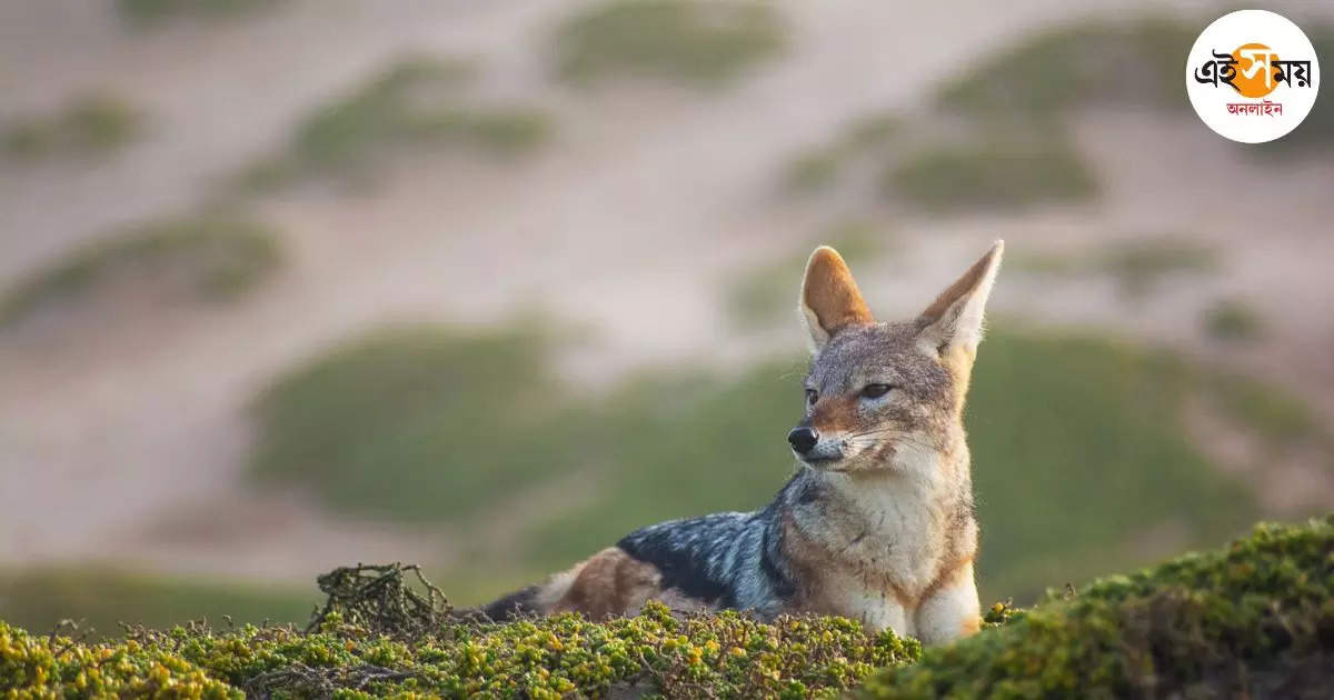 শেয়ালের মুখে আটকে থাকা জার, খোলা হলো ৮ দিন পর – environmental activist rescue a golden jackal in bagnan area