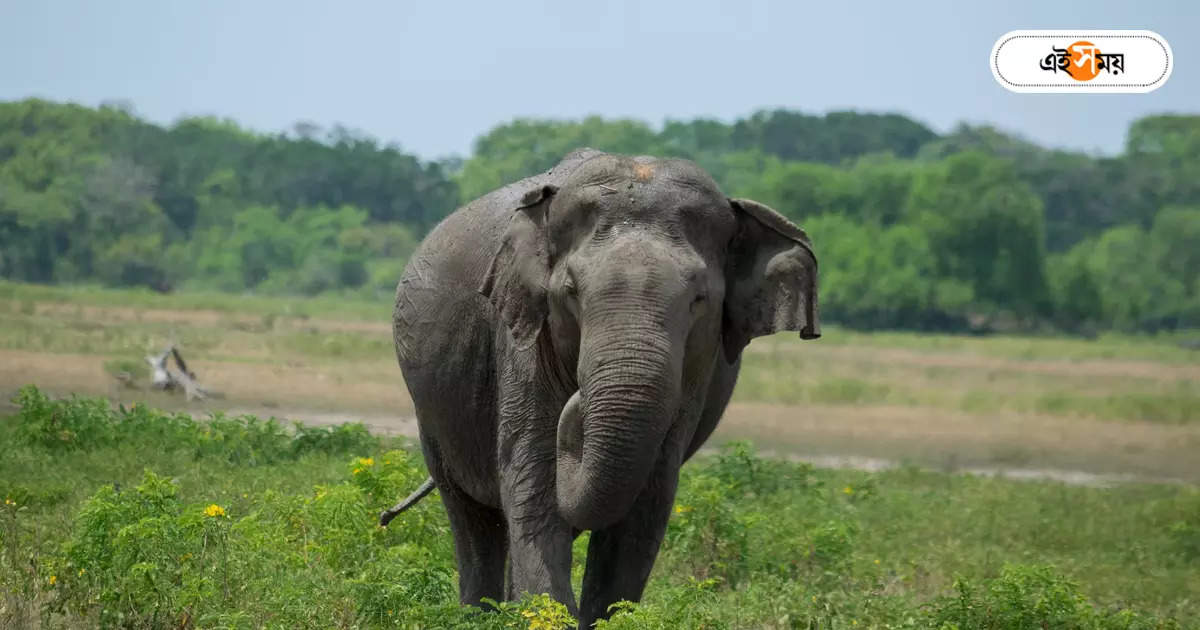 Elephant Attack : হাতির তাণ্ডবে বেঘোরে মৃত ৪, আতঙ্ক কোচবিহারে – four person lostlife in elephant attack panic in cooch behar