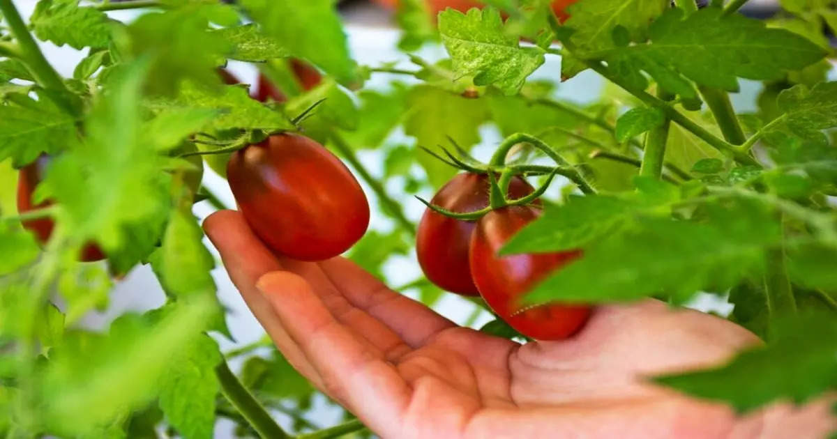 The world's most powerful fruit is available for just 10 rupees, guaranteed to turn old age into youth!