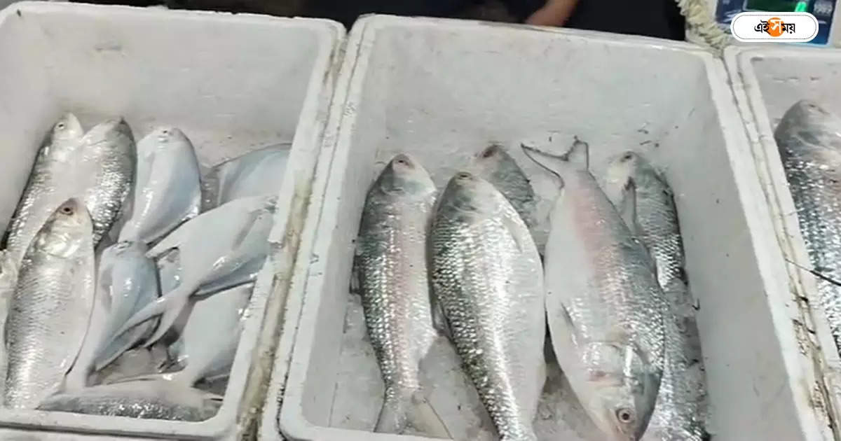 Hilsa Fish Price,ডায়মন্ড হারবারে এল মরসুমের প্রথম ইলিশ, দাম জানেন? – 3 ton hilsa fish arrive in diamond harbour fish market