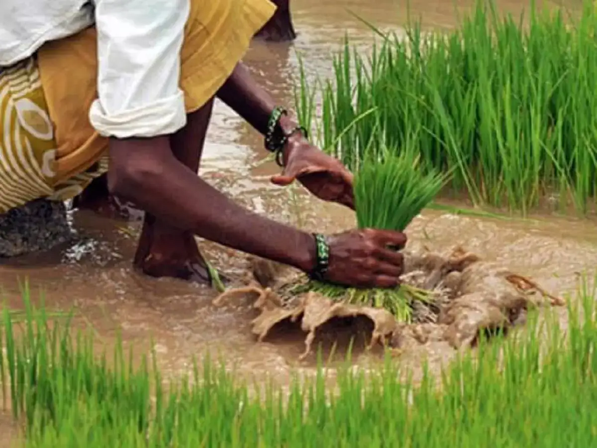 உழவர் உற்பத்தியாளர் நிறுவனங்களுக்கு உதவி.. மத்திய அரசு ஏற்பாடு! 