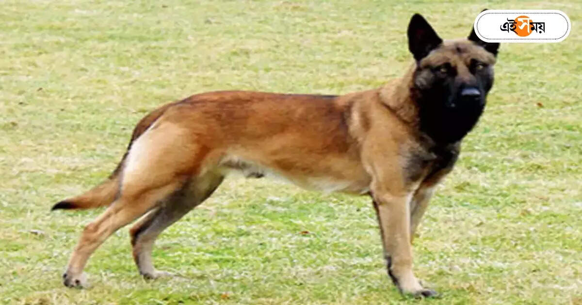 Dog Squad Police : ১৩ বছর পর অবশেষে ডগ স্কোয়াড মাওবাদী দমন বাহিনীর, ৪০টি ল্যাব্রাডর এবং জার্মান শেফার্ড কেনার ছাড়পত্র নবান্নের – nabanna has given permission to purchase 40 police dogs for the state police for various operations