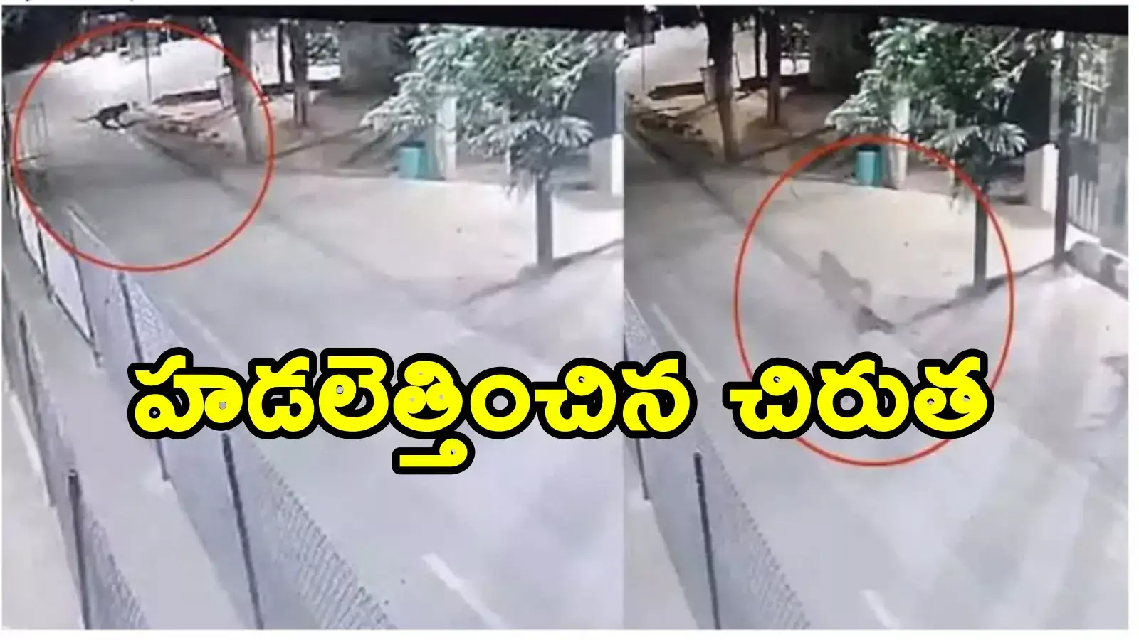 తిరుమలలో మళ్లీ చిరుత కలకలం.. శ్రీవారి మెట్టు వద్ద సంచారం