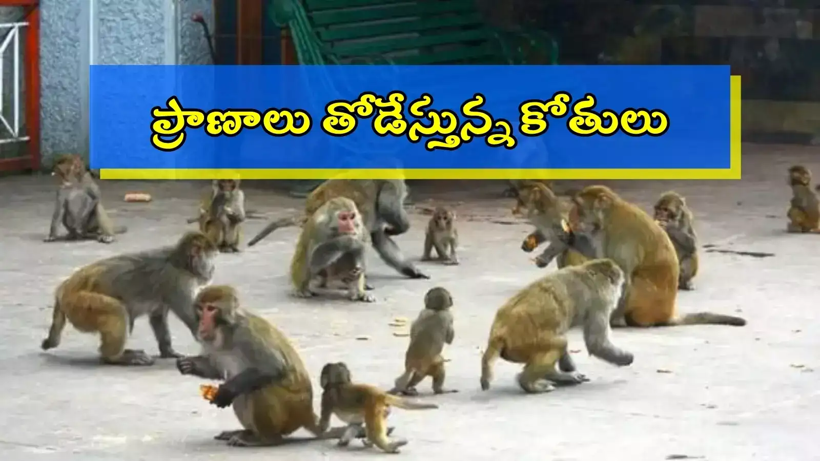 'తెలంగాణలో 3 కోట్ల కోతులు'.. వాటి బెడద పరిష్కారానికి తీసుకున్న చర్యలేంటి? సర్కార్‌కు హైకోర్టు ప్రశ్న