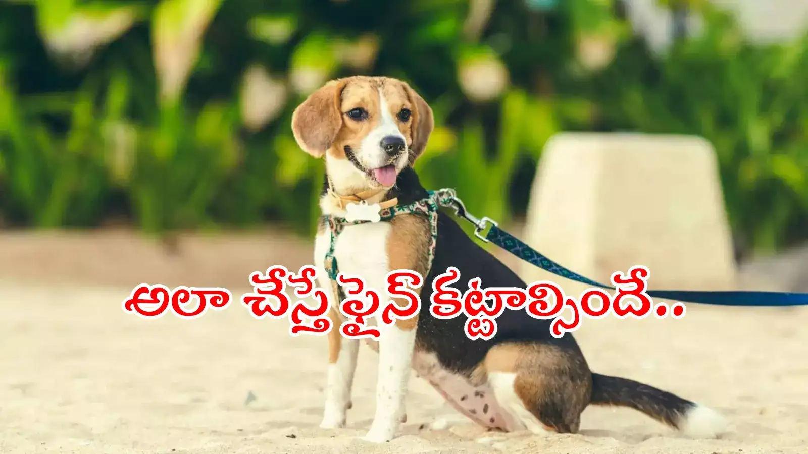 పెంపుడు కుక్కను 'అందుకోసం' బయటకు తీసుకెళ్తున్నారా..? అయితే ఫైన్ కట్టాల్సిందే