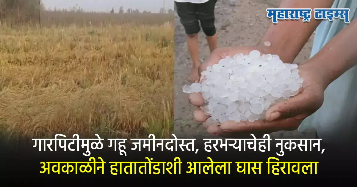विदर्भाला अवकाळीचा तडाखा, गारपिटीमुळे यवतमाळमध्ये गहू- हरभऱ्याचे मोठं नुकसान;बळीराजा हवालदिल विदर्भाला अवकाळीचा तडाखा, गारपिटीमुळे यवतमाळमध्ये गहू- हरभऱ्याचे मोठं नुकसान;बळीराजा हवालदिल