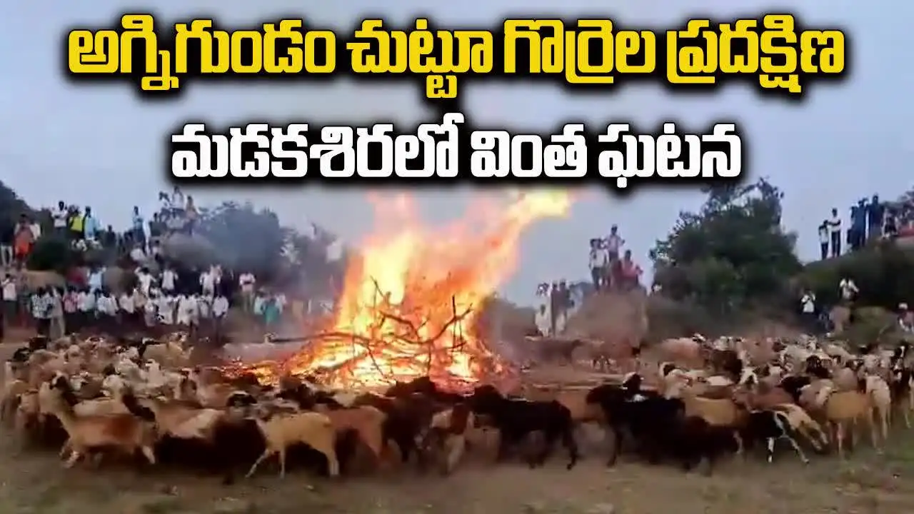 మడకశిర: అగ్నిగుండం చుట్టూ గొర్రెల ప్రదక్షిణ