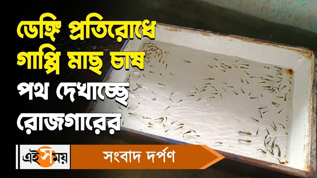 Dengue Prevention,ডেঙ্গি প্রতিরোধে গাপ্পি মাছ চাষ পথ দেখাচ্ছে রোজগারের – purba medinipur district administration farming guppy fish to prevent dengue watch video
