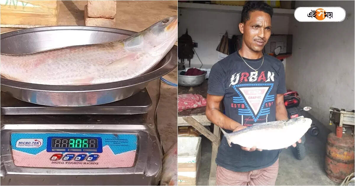Hilsa Fish: গঙ্গায় উঠল বিশাল ওজনের ইলিশ, ৩ কেজির মাছ কিনতে লম্বা লাইন – more than 3 kg weight hilsa fish caught at ganges near howrah uluberia sold at a whopping amount