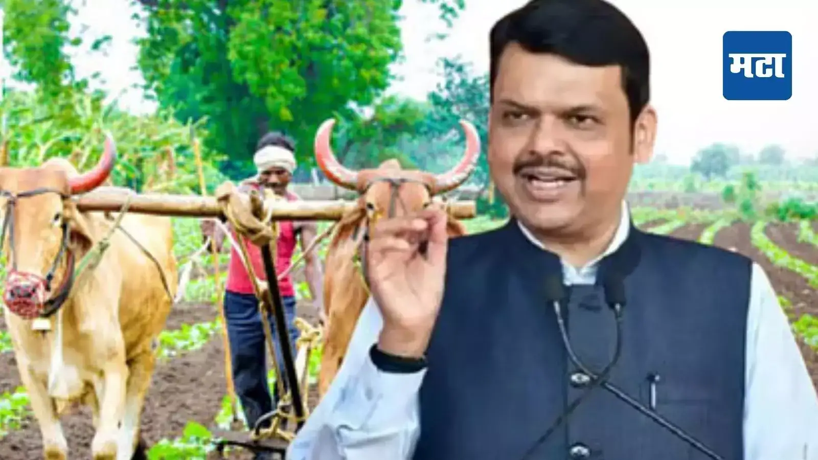 शेतकऱ्यांना मिळणार अधिक फायदा, स्मार्ट प्रकल्पांतर्गत कापूस, हळद आणि मका पिकांसाठी हेजिंग डेस्क शेतकऱ्यांना मिळणार अधिक फायदा, स्मार्ट प्रकल्पांतर्गत कापूस, हळद आणि मका पिकांसाठी हेजिंग डेस्क