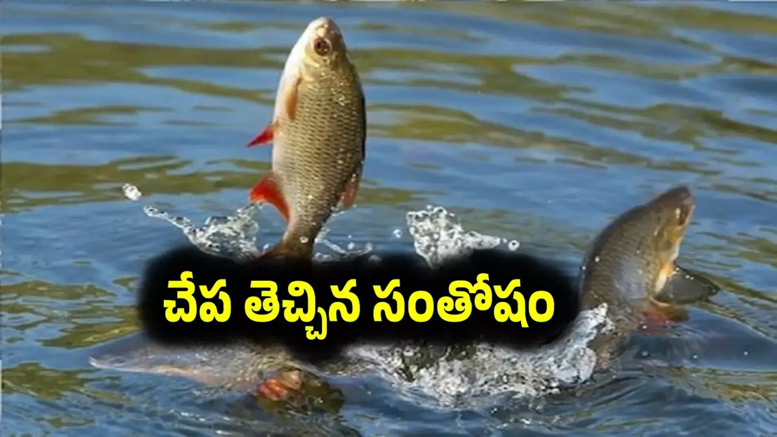 చేప తెచ్చిన సంతోషం.. మత్స్యకారుడి ఆనందం.. ఊరంతా అక్కడికే..