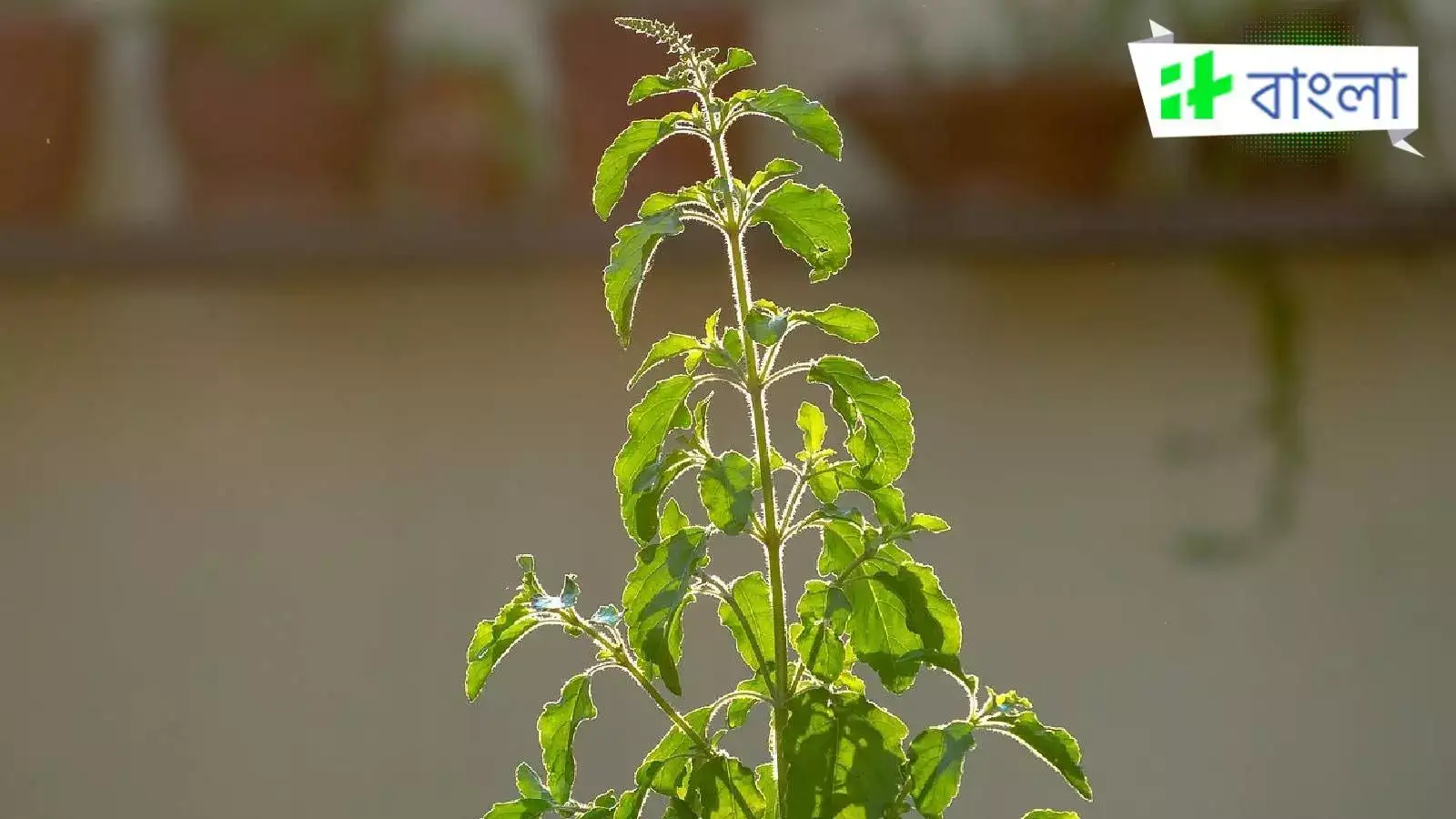 Ogzimda erimning surati