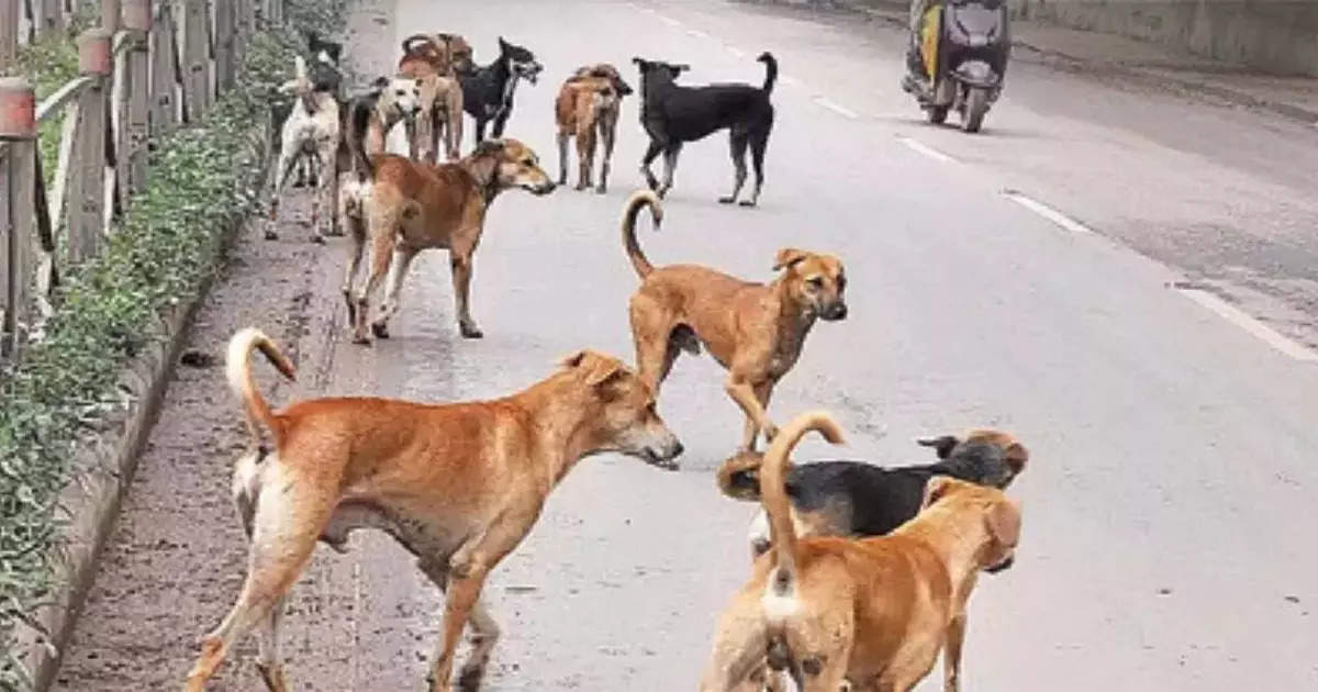 राज्यात भटक्या कुत्र्यांची दहशत, चार वर्षात तब्बल २५ लाख व्यक्तींना श्वानदंश, १०० जणांचा मृत्यू