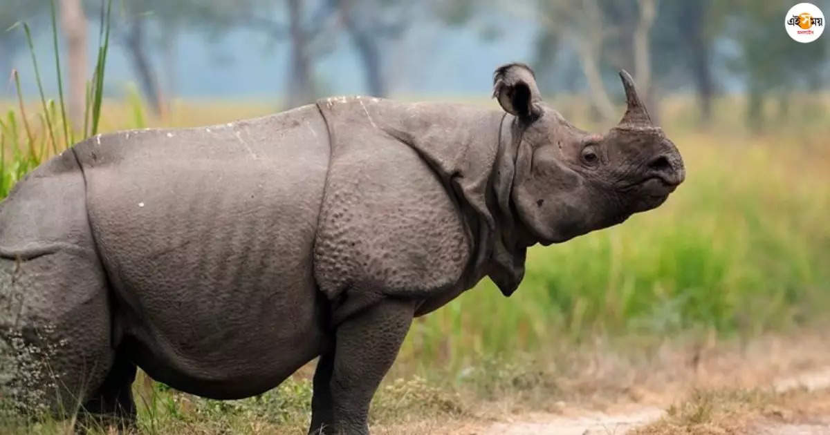 Jaldapara National Park: জলদাপাড়ায় খোলা হচ্ছে দ্বিতীয় গেট, বাড়ছে সাফারি রুটও – jaldapara national park second gate salkumarhat is being opened from this season