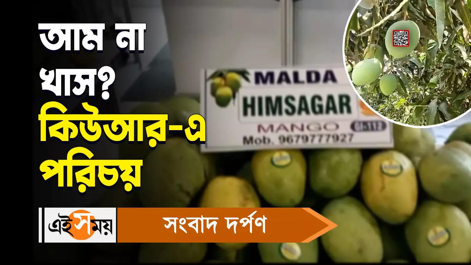 Malda Mango QR Code : আম কিনতে গিয়ে ঠকার দিন শেষ, হাতে নিলেই জানা যাবে ঠিকুজি-কুষ্ঠি – malda district horticulture department takes initiative to label qr code on mango watch video