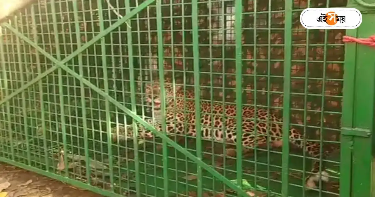 Dooars Tea Garden : ডুয়ার্সে আতঙ্কের অবসান! অবশেষে খাঁচা বন্দি চিতা বাঘ – a leopard is caught in a leaf cage of the forest department in dooars