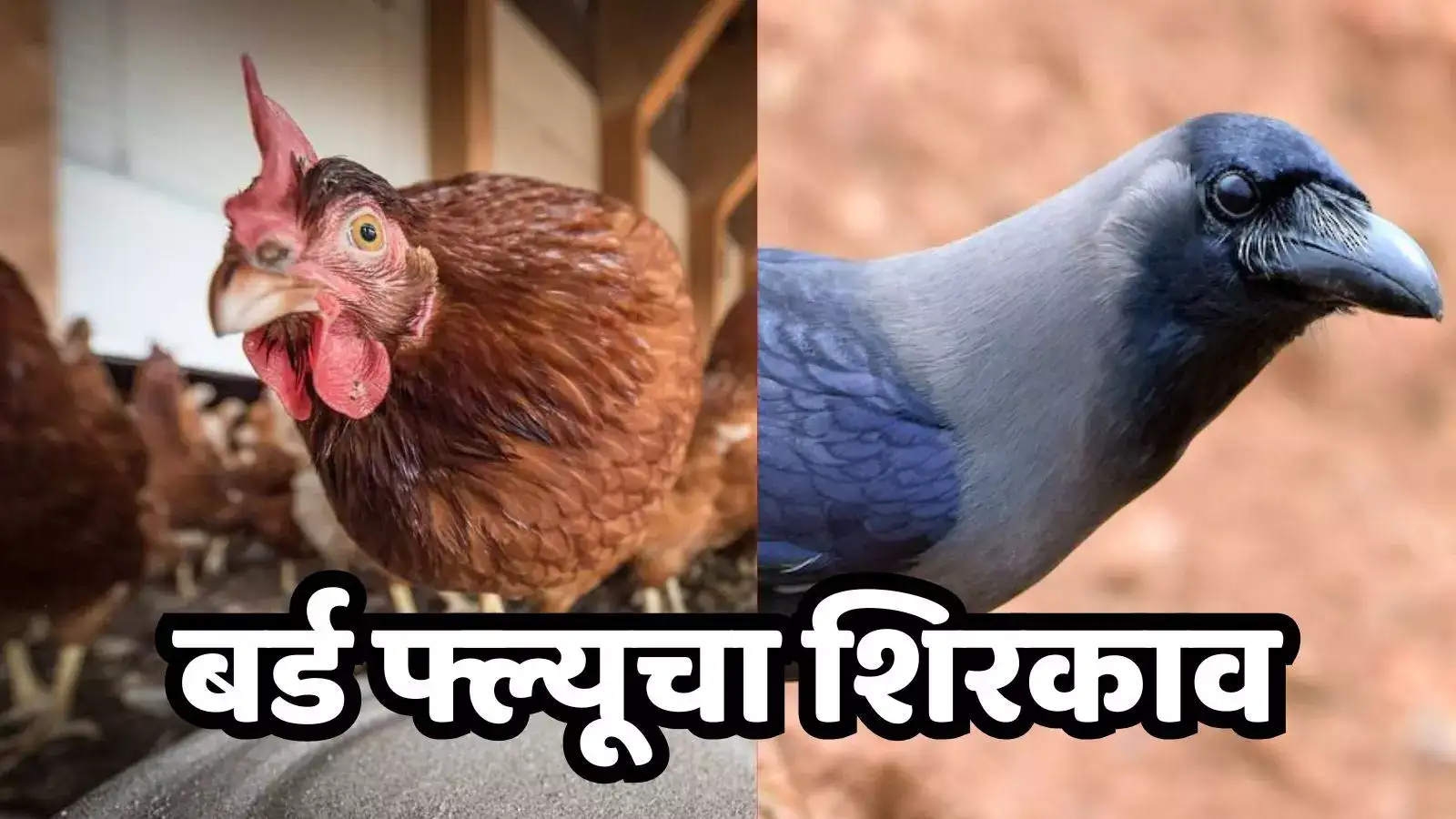 भोपाळ प्रयोग शाळेचा अहवाल पॉझिटीव्ह, त्या पक्ष्यांचा मृत्यू Bird Flu मुळेच भोपाळ प्रयोग शाळेचा अहवाल पॉझिटीव्ह, त्या पक्ष्यांचा मृत्यू Bird Flu मुळेच