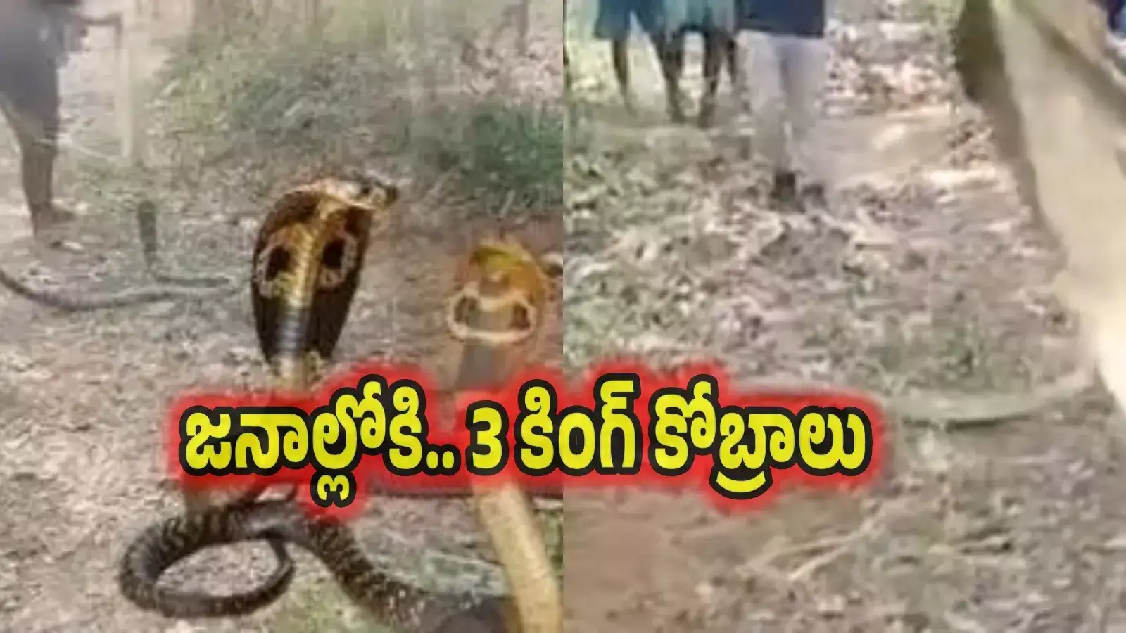 జనాల్లోకి మూడు గిరి నాగులు.. స్నేక్‌ క్యాచర్లు పట్టుకున్న విధానం అద్భుతం..