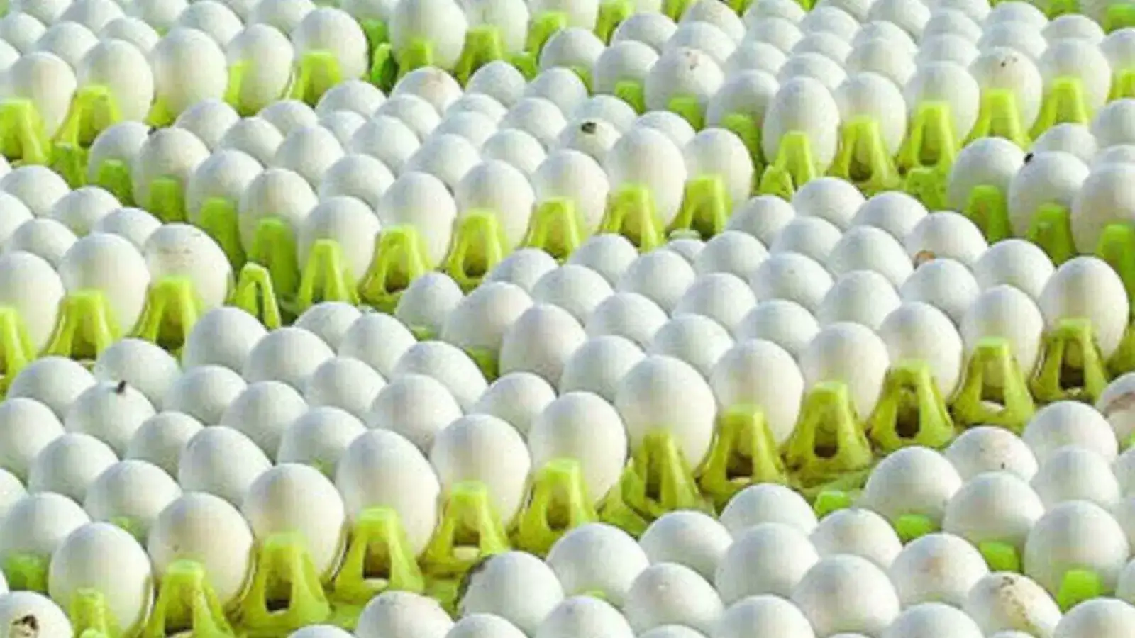 நாமக்கல் முட்டைக்கு வந்த சோதனை... சர்ருனு குறைஞ்ச உற்பத்தி- இதுதான் காரணமாம்! 