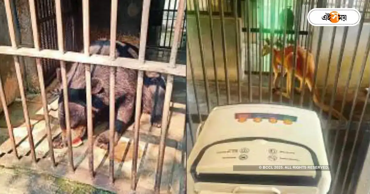Alipore Zoo : গরমে দই, তরমুজ, ওআরএস-এ পরিচর্যা চিড়িয়াখানার বাসিন্দাদের – alipore zoo authorities plan to save animals from heat wave